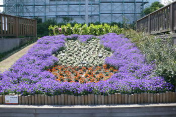 ミッフィーの花だん
