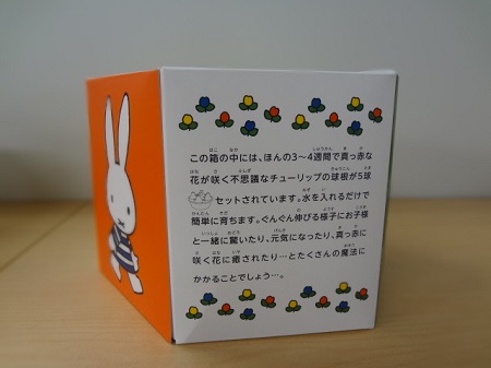 wintertulip_firstday