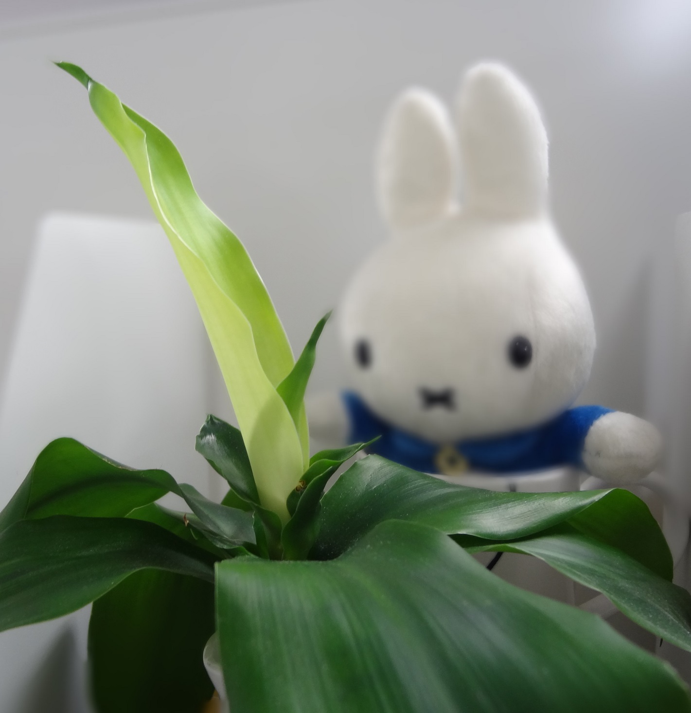 お 花 見 ア ゲ イ ン
