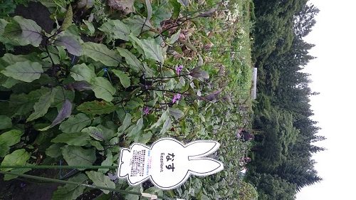 かたしなグリーンシーズン