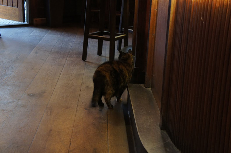オランダの猫