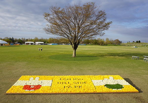 国営越後丘陵公園にミッフィーの花絵